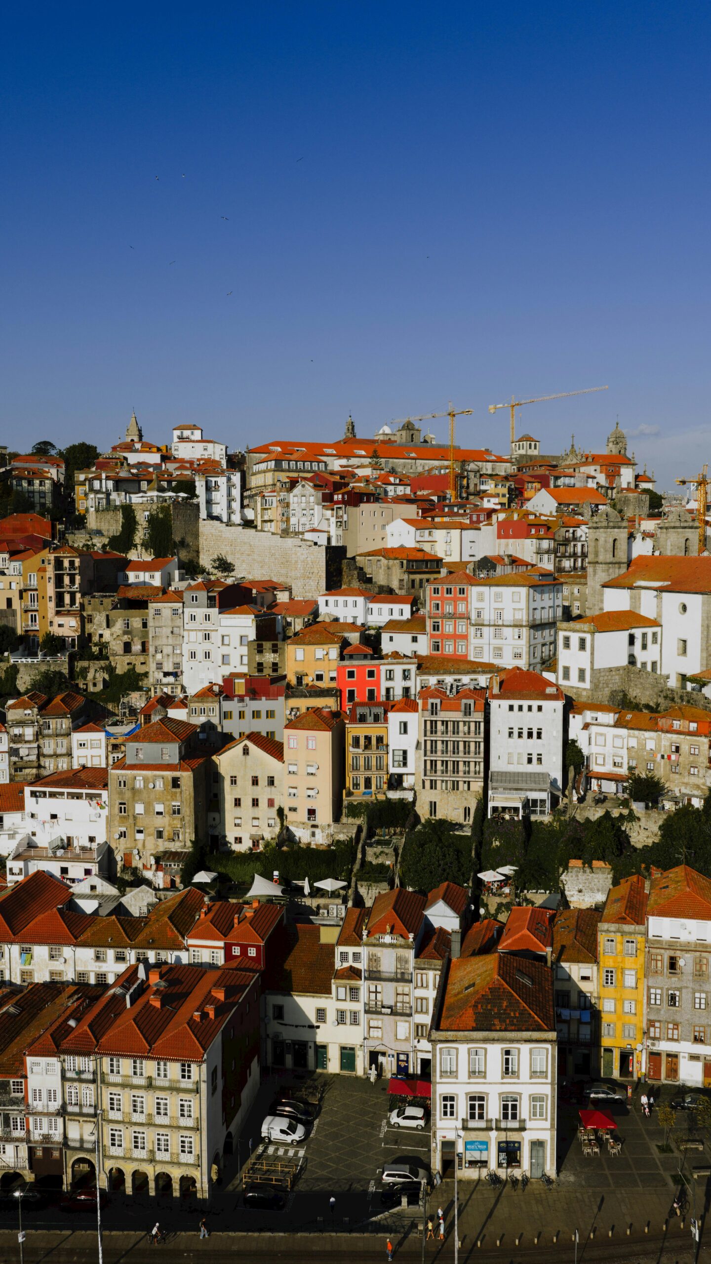 pexels kelly 34244926